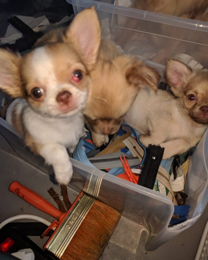 Chihuahua.jpg