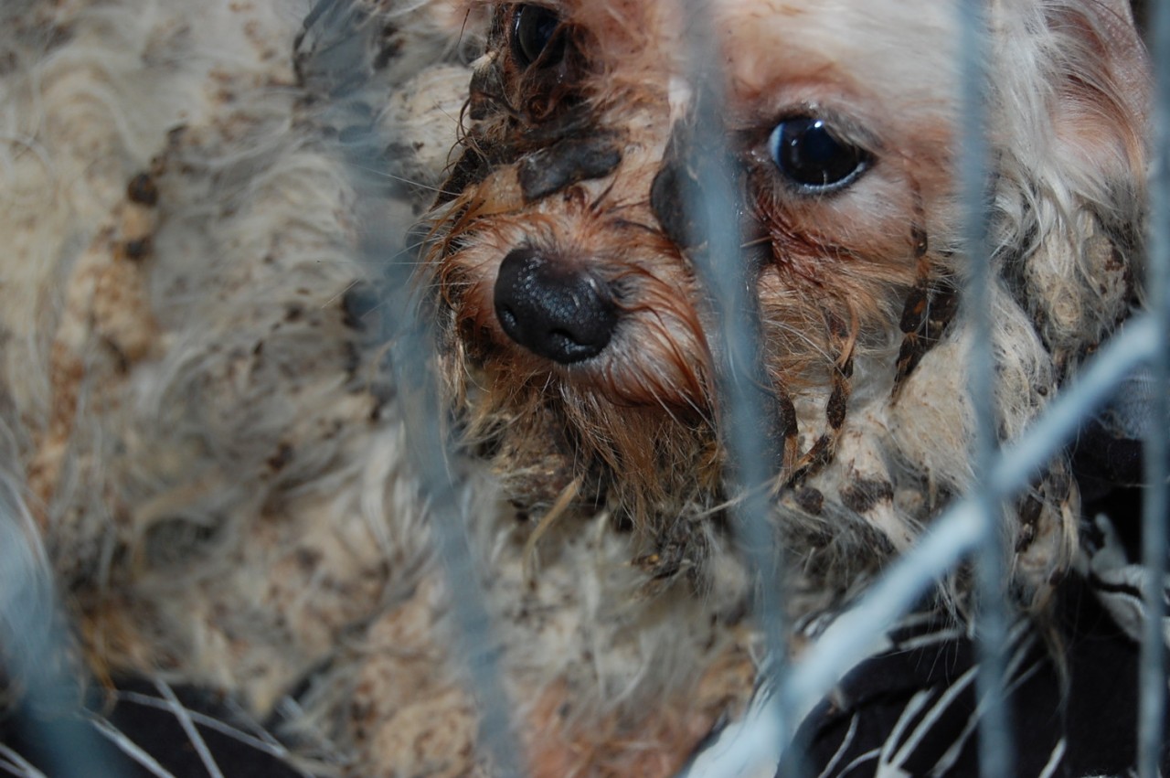 Teilweise sind die Hunde, die Klippstein über Ebay rettet, in einem katastrophalen Zustand.