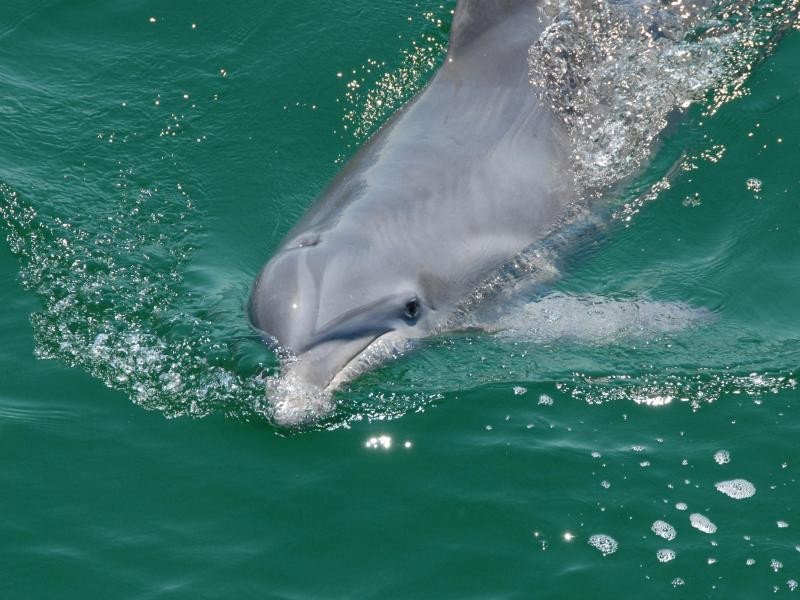 Delfine kann man in Florida fast überall sehen. Doch um Shell Island im Golf von Mexiko kommt man den Tieren richtig nahe.
