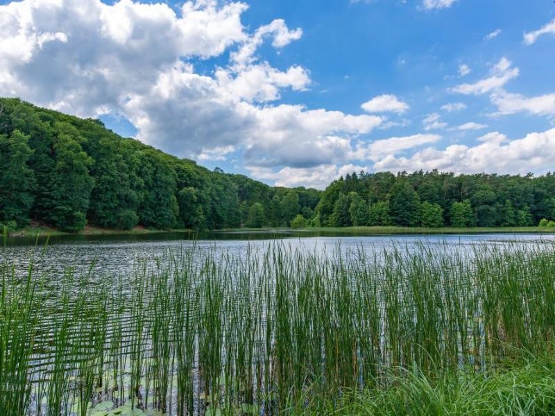 Der Naturpark Unteres Odertal in Brandenburg schützt eine Flussaue.