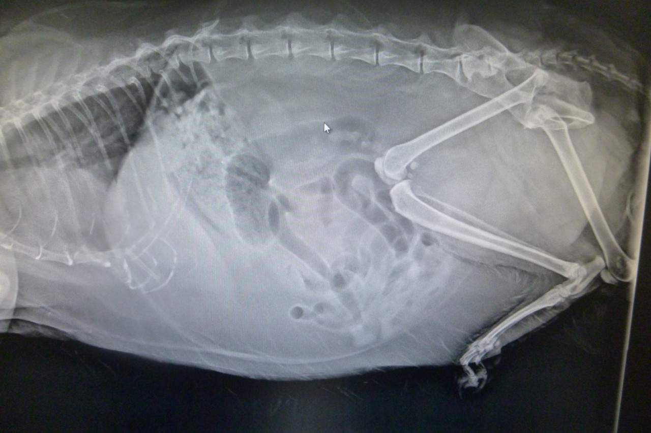 Das Röntgenbild brachte wenig Aufschluss über den Gesundheitszustand der Katze.