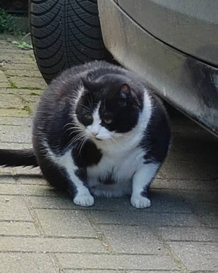 Dicke-Katze.jpg
