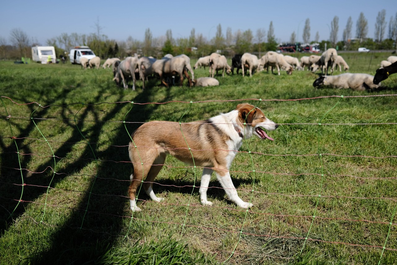 In Dortmund haben Unbekannte ein Schaf auf einer Weide brutal getötet. (Symbolbild)