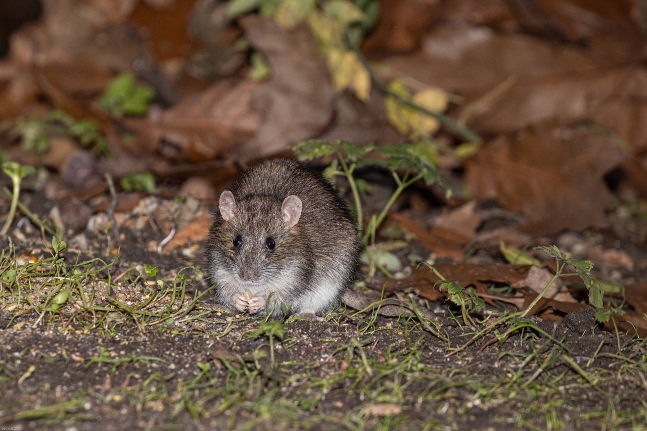 Dortmund: In der Nähe des Waldstücks sollen schon einige Ratten gesehen worden sein. (Symbolbild)