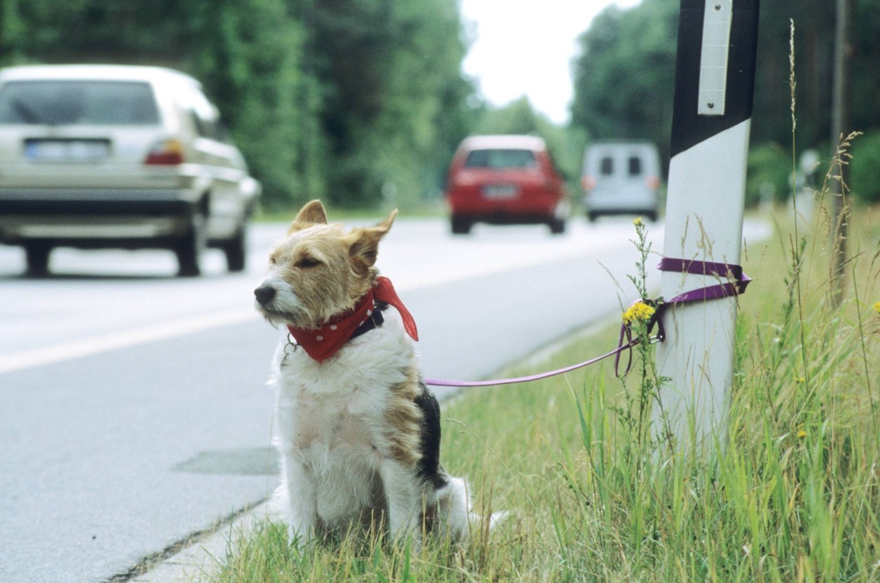 In Dortmund wurde ein Hund von seinen Besitzern ausgesetzt. (Symbolbild)