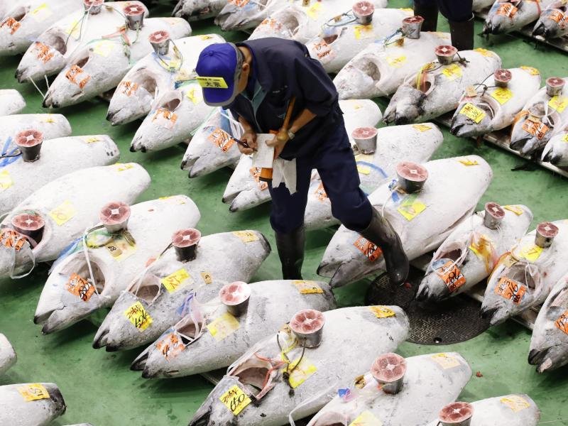 Ein Großhändler betrachtet auf dem neuen Großmarkt am Standort Toyosu gefrorene Thunfische, die versteigert werden sollen.