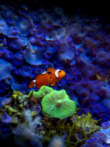 Eine lilafarbene Koralle (Discosoma) wächst an den Wänden eines Aquariums (undatierte Aufnahme). Zig Tonnen Sonnencreme landen jährlich in Gewässern - das hat Folgen für die Lebewesen dort, wie Untersuchungen zeigen.