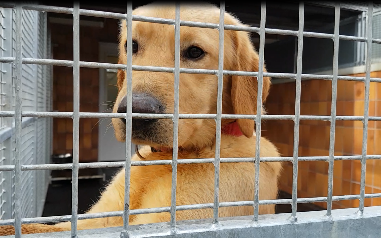 Die verwahrlosten Labradore aus Mecklenburg haben in Dortmund neue Familien gefunden.