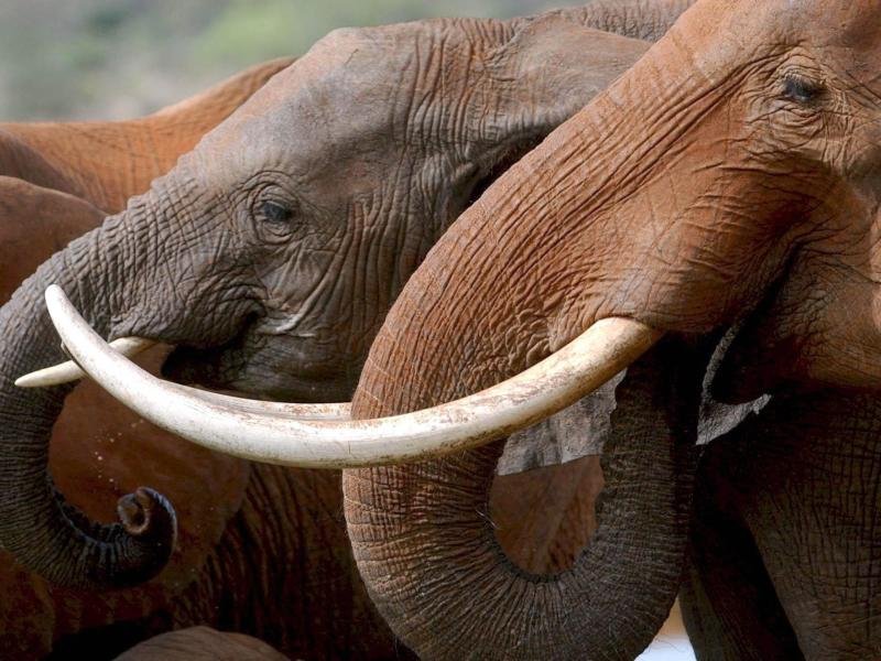 Elefanten werden oft nicht artgerecht gehalten