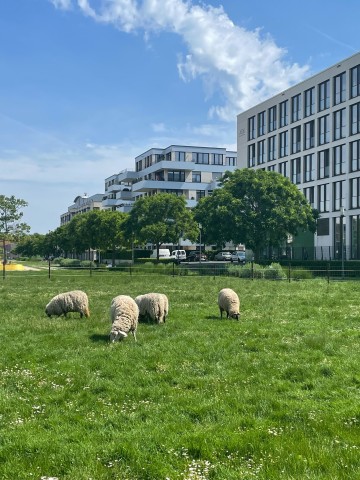 Mitten in der Grünen Mitte in Essen grasen Schafe.