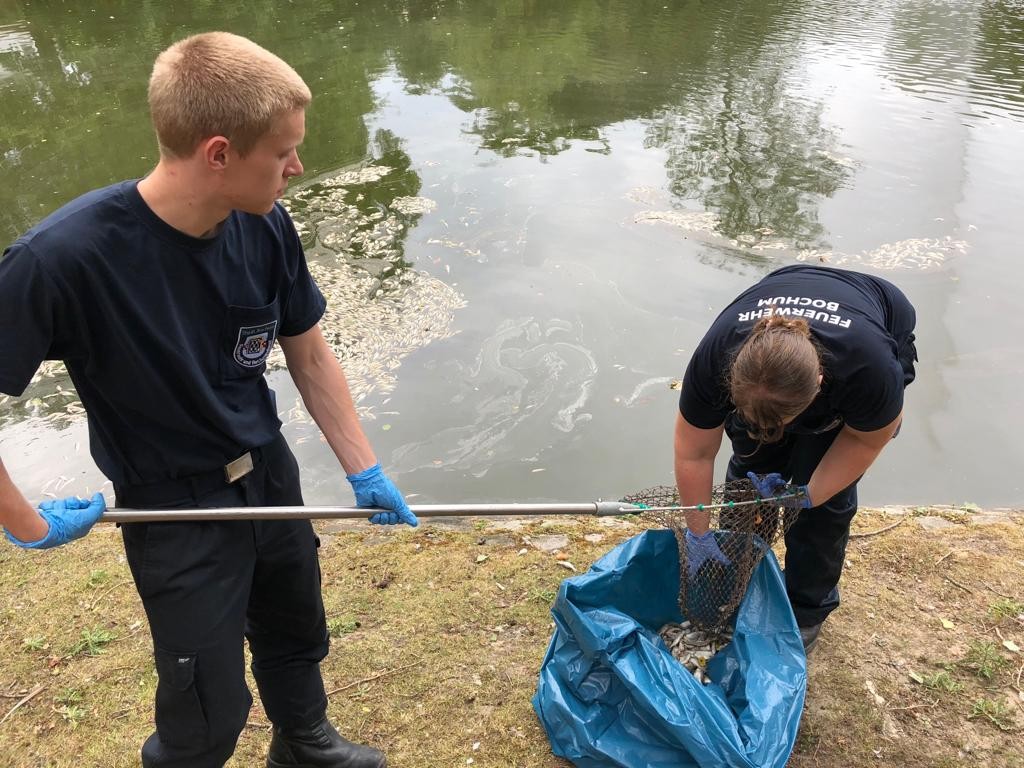Einsatzkräfte der Feuerwehr holen die toten Tiere aus dem Gewässer in Bochum