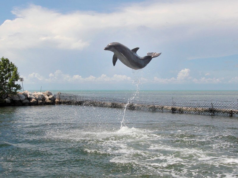 Auch Delphine kann man auf den Florida Keys beobachten. 