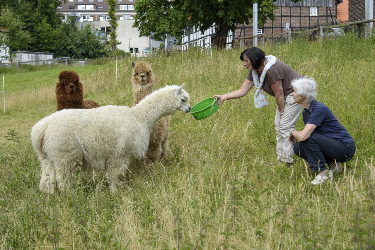 Zusammen mit Bettina Herling füttert Doris zum Hingste jeden Morgen die Alpakas.