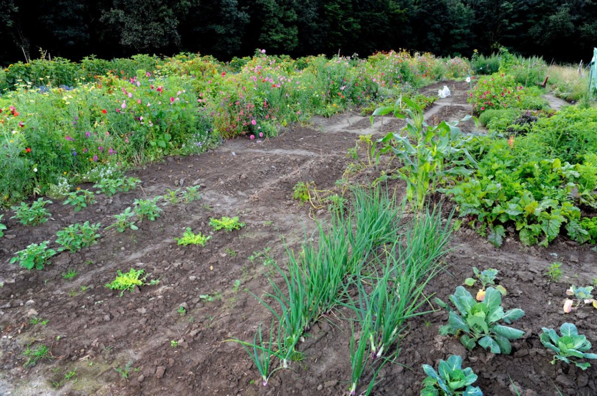 Gemüsegarten.jpg