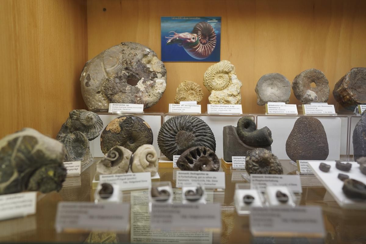 Geologische Funde und Fossilien sind im Museum Helgoland ausgestellt. Nach einer mehrmonatigen Umbauphase hat das Museum Helgoland pünktlich zum Start der Sommersaison wieder eröffnet. In der Zeit des Lockdowns wurde die Ausstellung komplett umgebaut und neu konzipiert. 