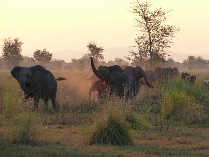 Im Gorongosa Nationalpark begegnen Safaritouristen Elefanten in freier Wildbahn. Für den Park wurden sogar Wildtiere aus Südafrika importiert.