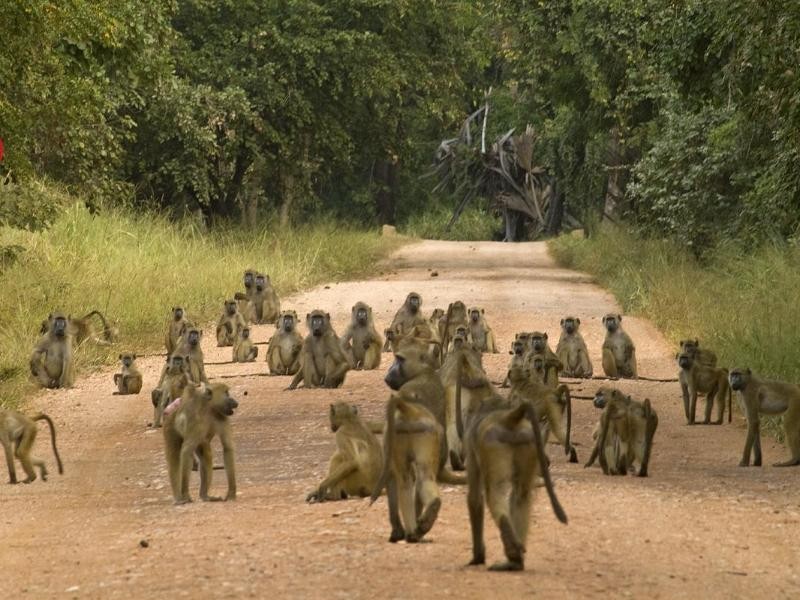 Paviane voraus! Tierbegnungen sind im Gorongosa Nationalpark an der Tagesordnung.