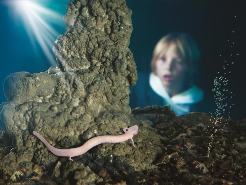 Wer den Grottenolm in seinem natürlichen Lebensraum nicht erspähen konnte, kann ihn auch in einem Aquarium bestaunen.