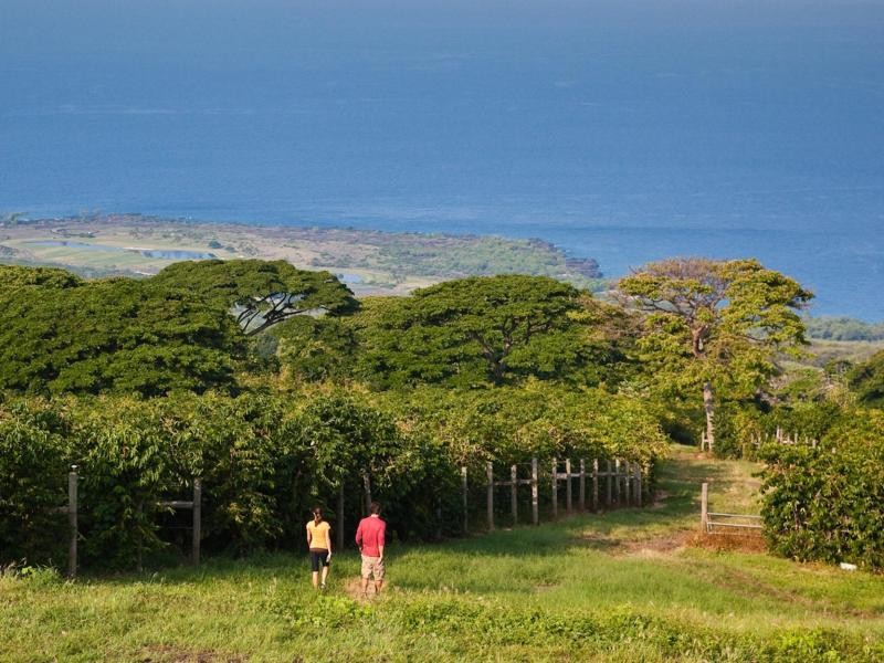 Im hawaiianischen Klima gedeiht neben tropischen Früchten auch Kaffee, der auf solchen Plantagen angebaut wird.