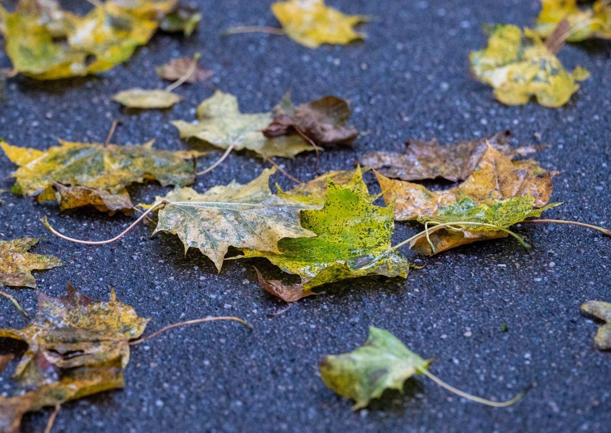Herbst.jpg