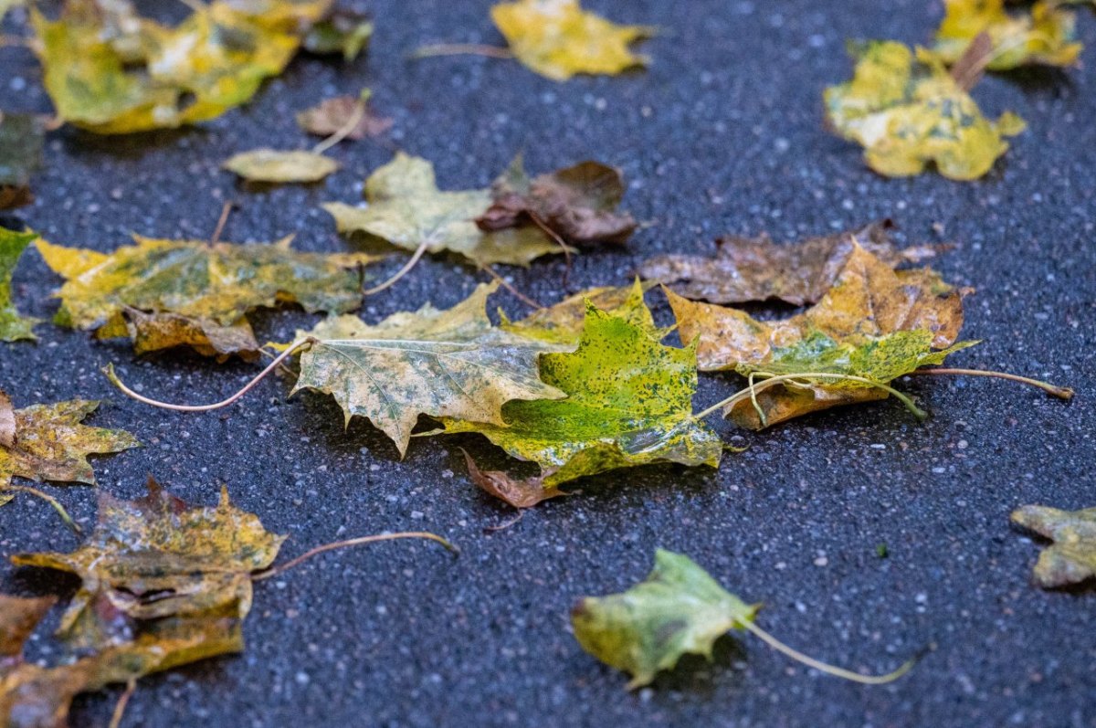 Herbst.jpg