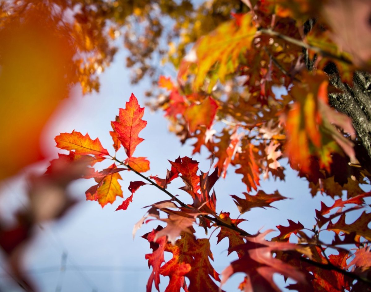 Herbst.jpg