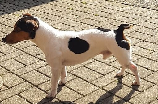 Jack Russel Terrier Schröder verschwand vom Hofladen Freitag.