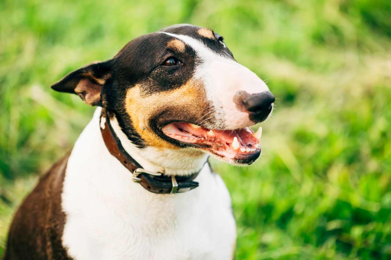 Hund in NRW: Unglaublich, was eine Frau sich rausnahm, um ihren Hund zu verwöhnen (Symbolfoto).