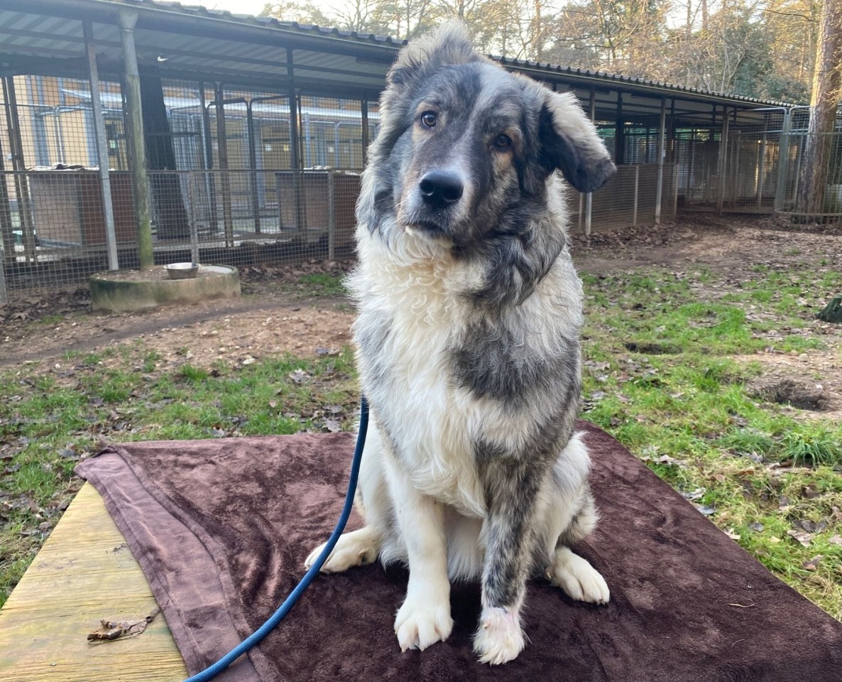 Hund „Grey“ aus NRW macht Tierpfleger traurig.
