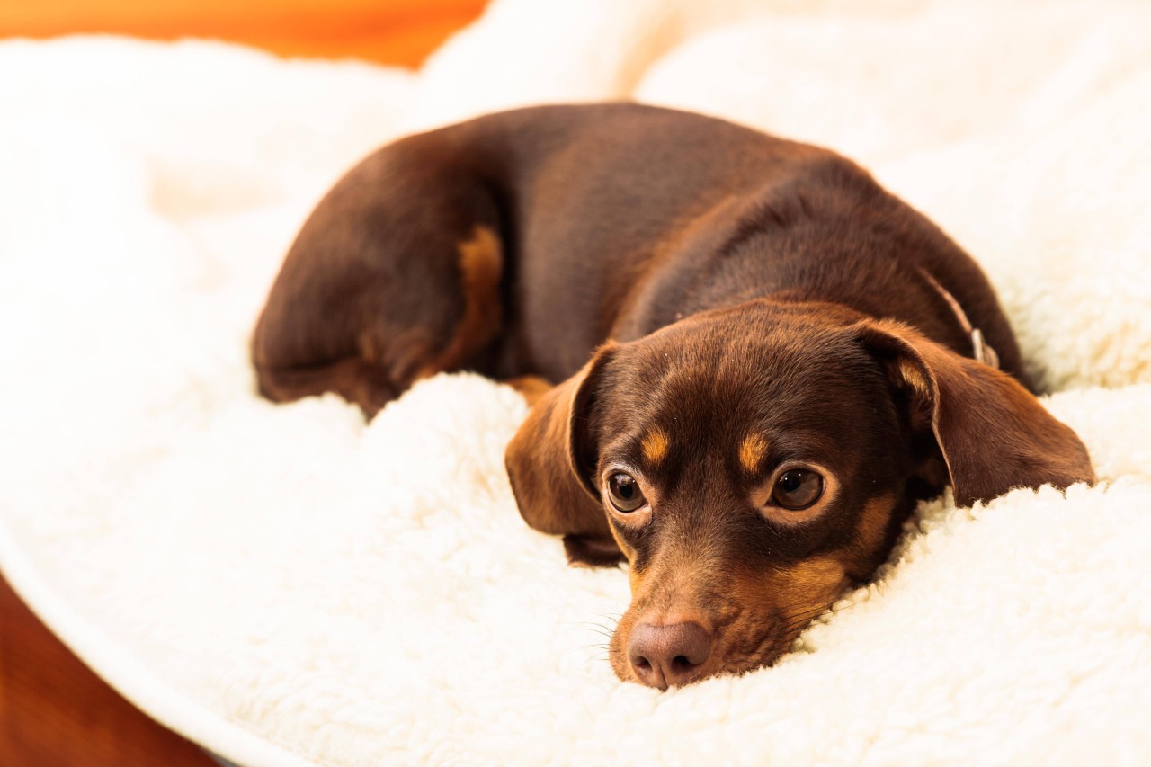 Der Tierarzt gab Hund Pietro nicht mehr viel Zeit. (Symbolbild)