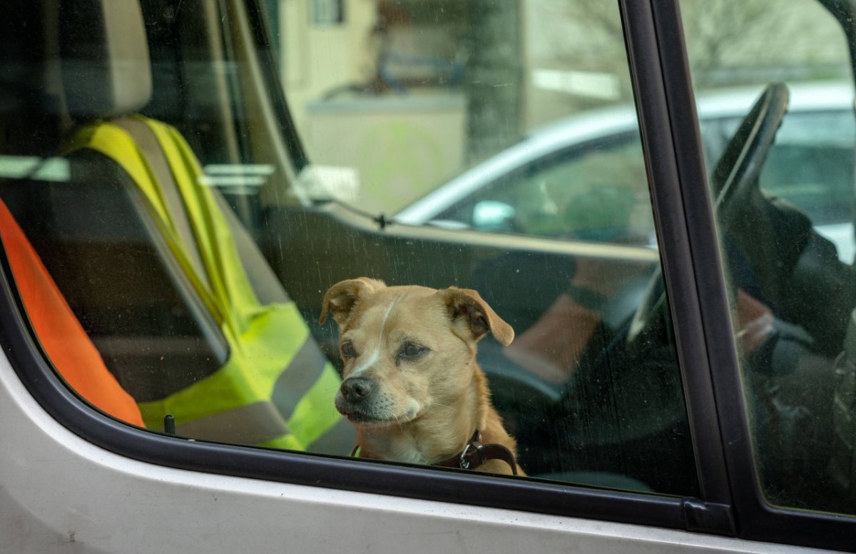 Hund-Auto-Hitze.jpg