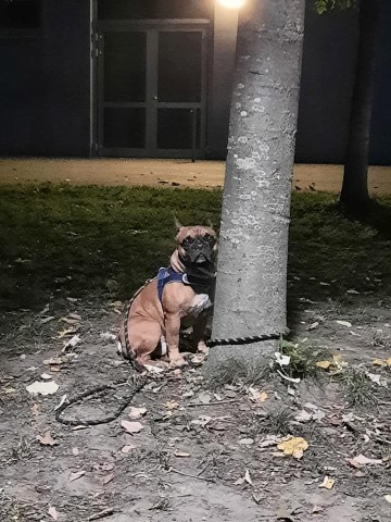 Dieser arme Hund ist in Dortmund einfach an einen Baum gebunden und zurückgelassen worden.