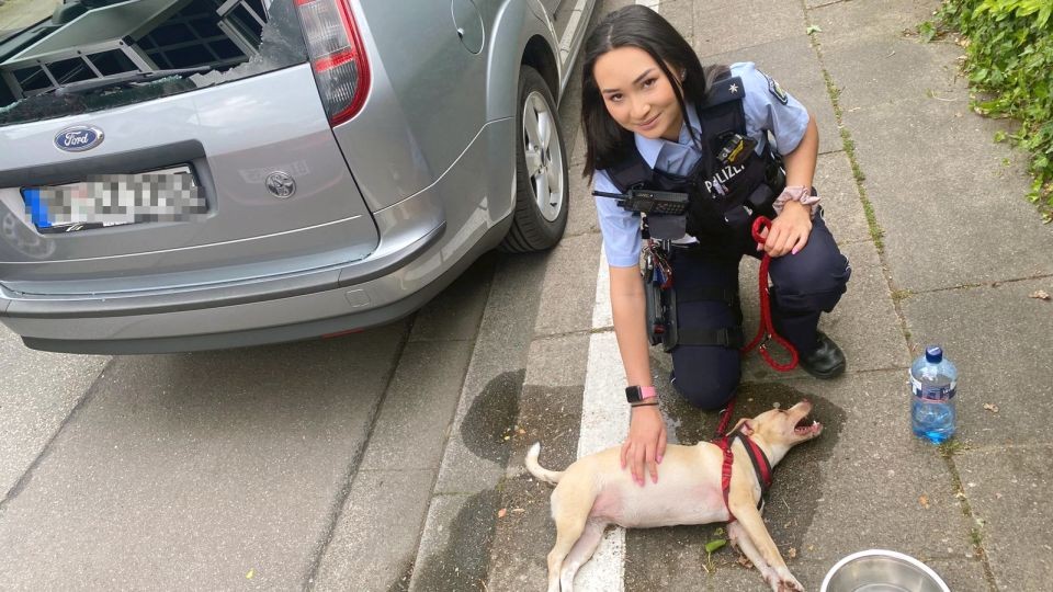 In NRW ist ein Hund wegen der Hitze kollabiert.