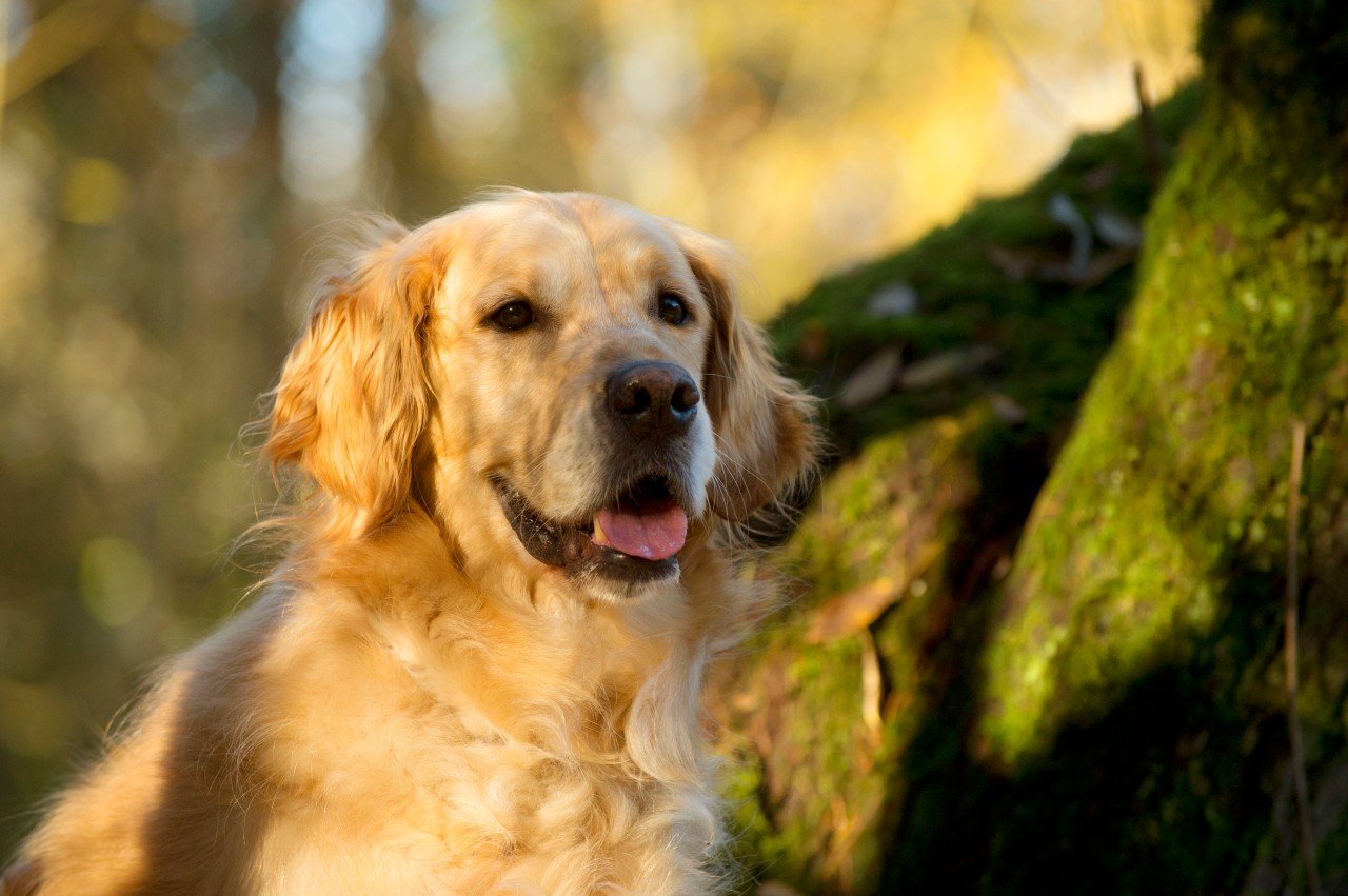 Hund in NRW: Ein Golden Retriever starb beim Spaziergang im Wald. (Symbolbild)
