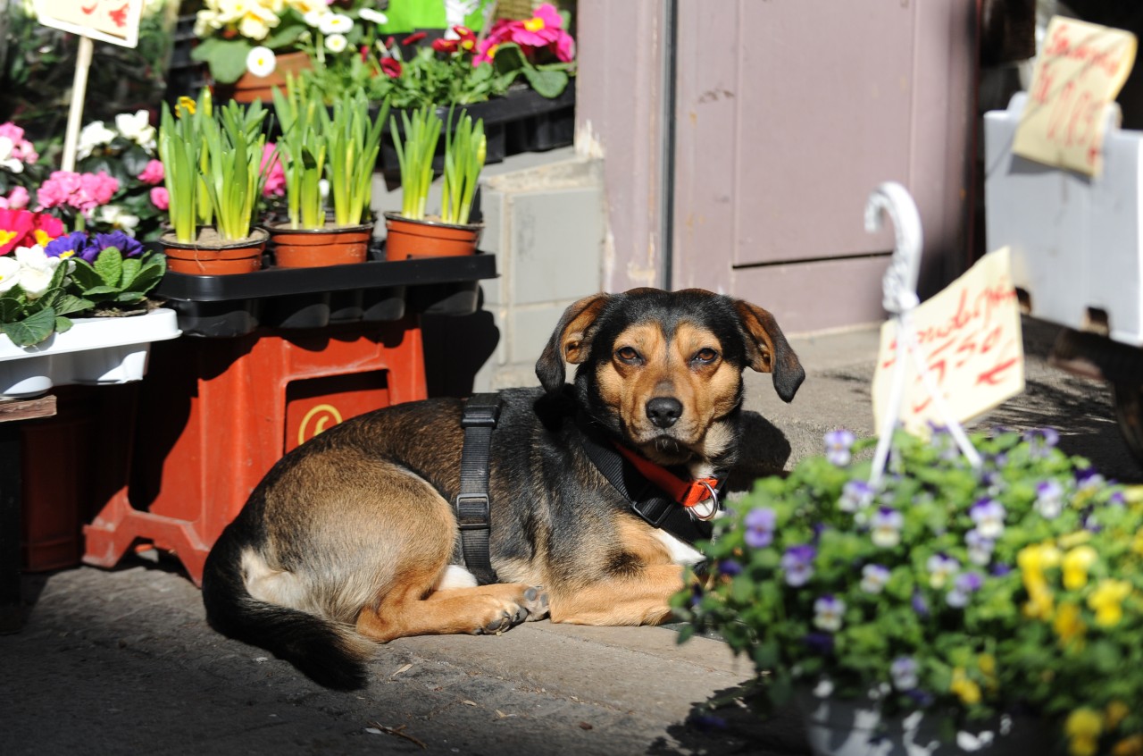 Hund in NRW: Ein Frauchen unterläuft beim Bezahlen im Blumengeschäft ein folgenschwerer Fehler. (Symbolbild)