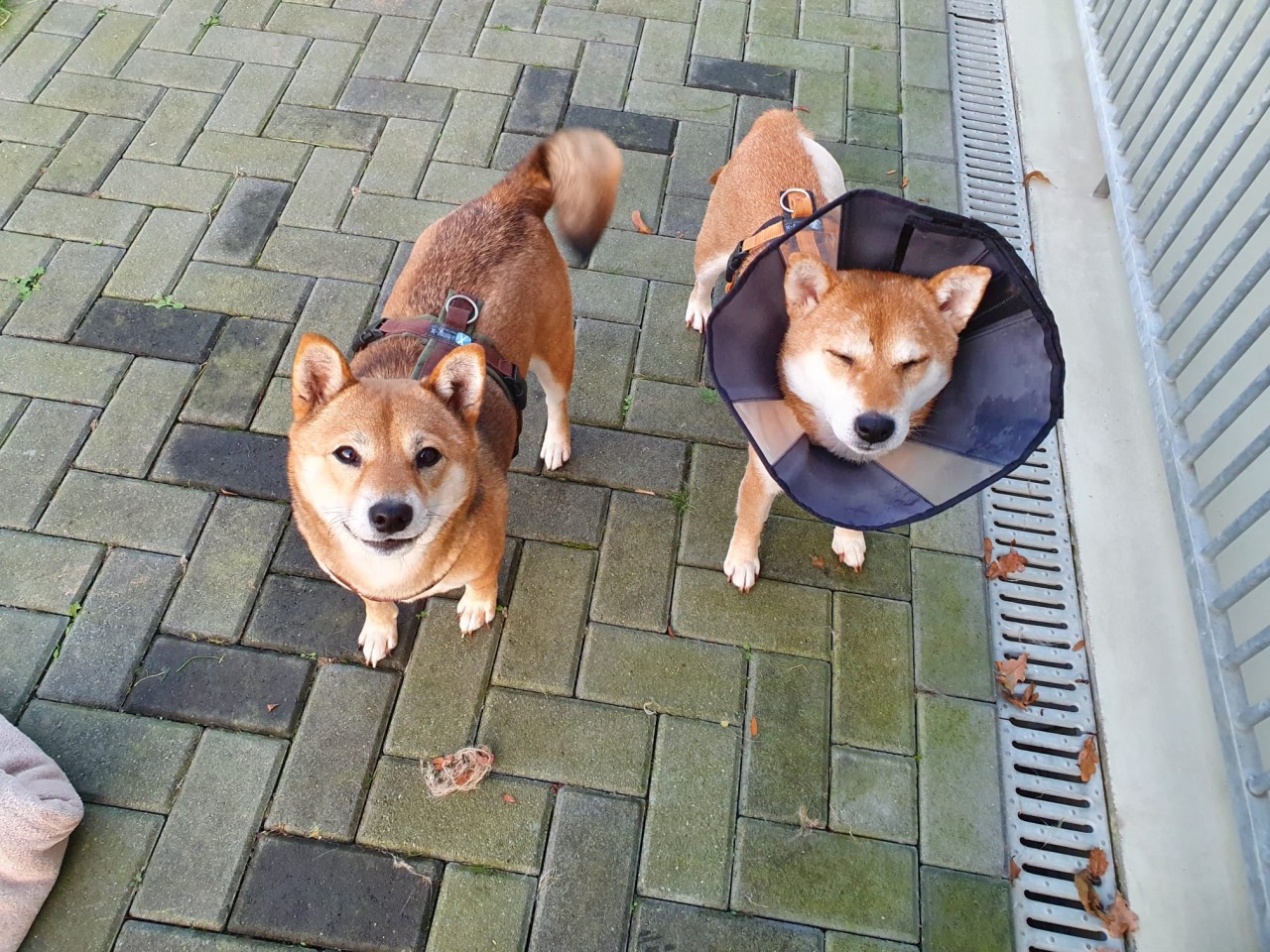 Hund in NRW: Die beiden Shiba-Damen Suki und Ayumi haben einen bitteren Leidensweg hinter sich.