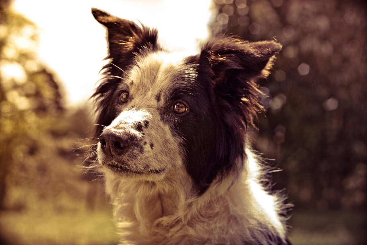 Ein Hund in NRW opfert sich für seine kleine Hundefamilie. (Symbolbild)