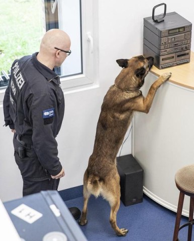 Datenspeicher-Spürhund „Herr Rossi“ sucht in einer Tatortwohnung im Bildungszentrum des Landesamts für Ausbildung, Fortbildung und Personalangelegenheiten der Polizei an einer Theke nach einem Datenspeichergerät.
