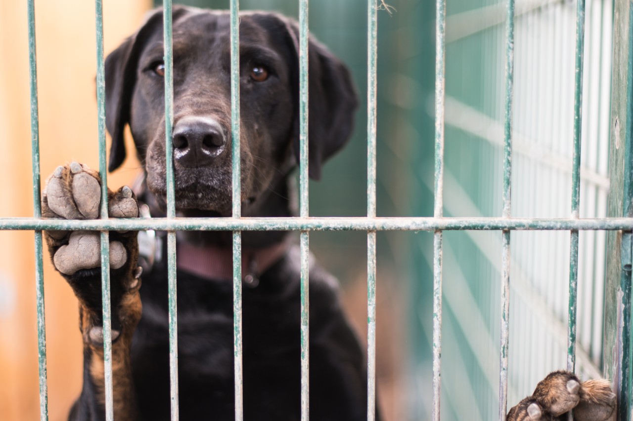 Tierheim in NRW wird deutlich: Hunde sollen schnellstmöglich ein neues Zuhause bekommen, doch nicht um jeden Preis. (Symbolbild)