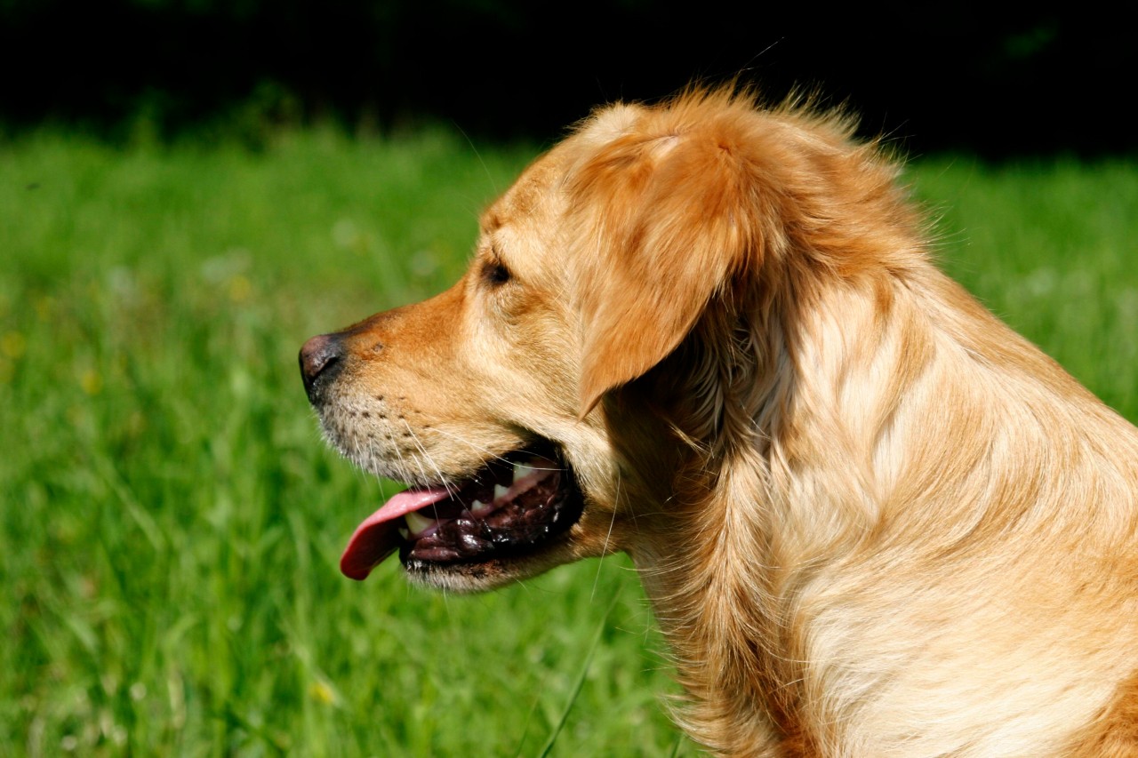 Hund in NRW: Bis zum 30. September muss ein neues Heim für den Vierbeiner gefunden werden. (Symbolbild)