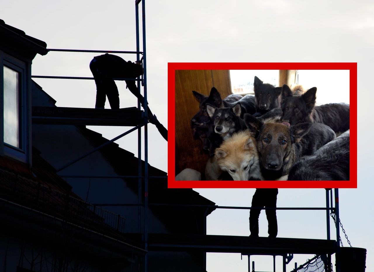Hunde-Drama in NRW: Dachdecker machen einen schrecklichen Fund. Das können sie nicht länger mitansehen. (Symbolbild)