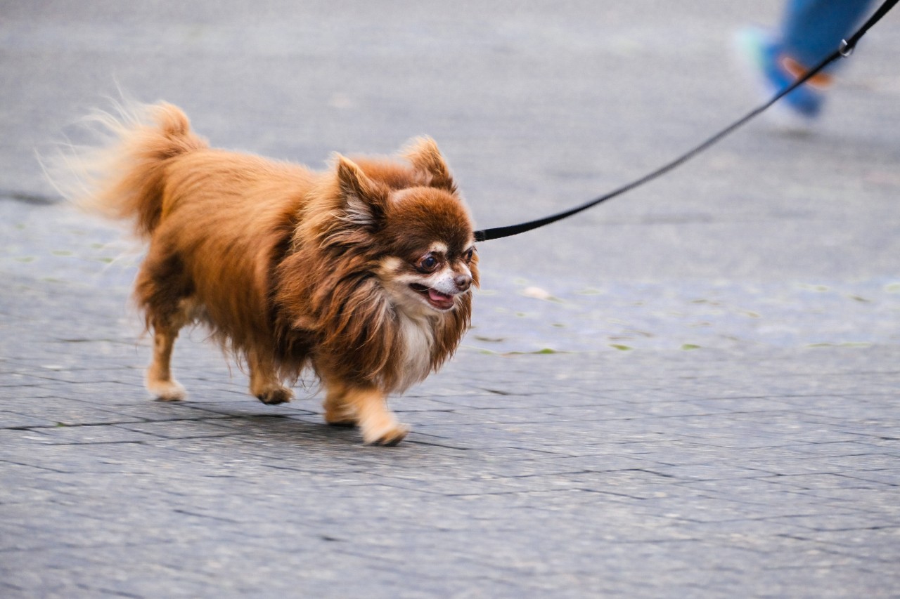 Hund in NRW: Beim Gassigehen wurde ein Frau überfallen. Ihr Vierbeiner wurde tödlich verletzt. (Symbolbild)