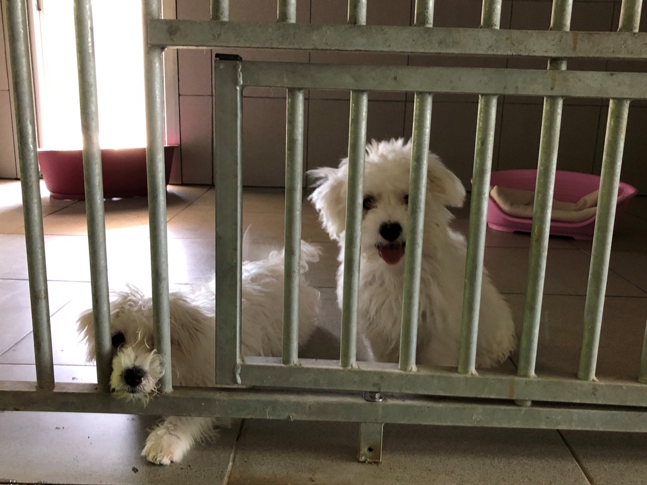 Hund: Die Malteser-Welpen Balou und Ricky wurden illegal nach NRW gebracht, um hier verkauft zu werden. 