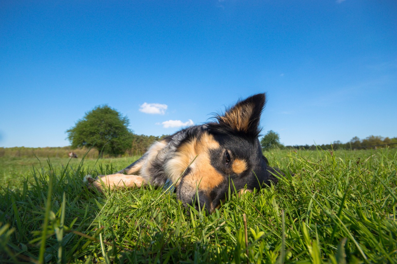 Ein Hund in Oberhausen verstarb nach einem Spaziergang im Park. (Symbolfoto)