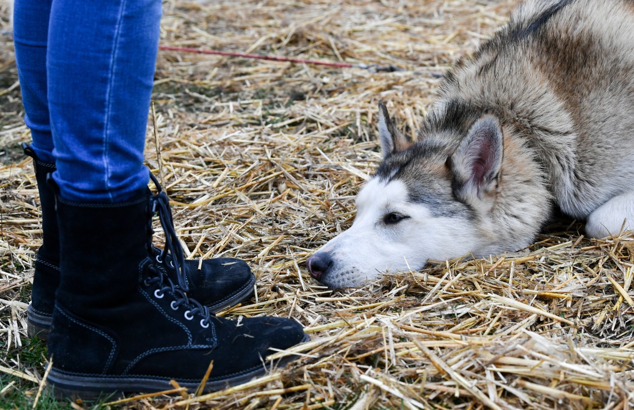 Hund in NRW: Unfassbar, was diesem Husky angetan wurde! (Symbolbild)