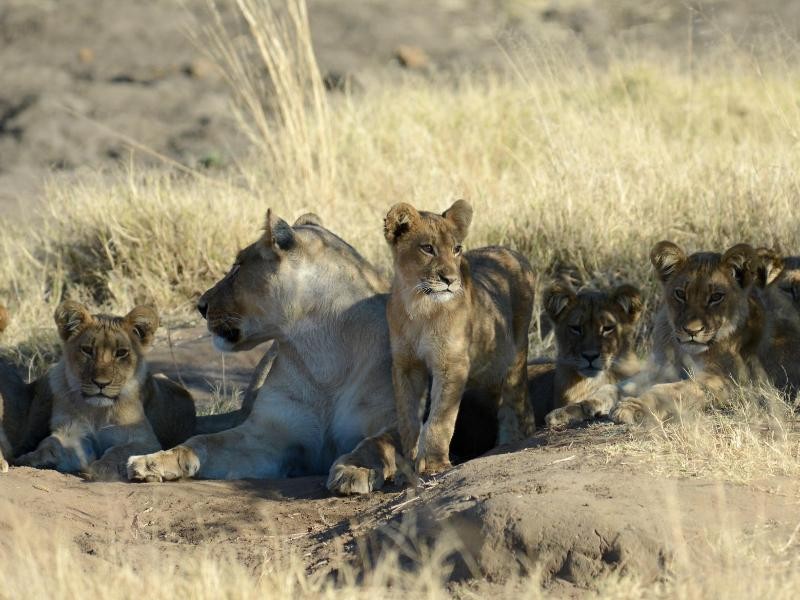 Im Hwange Nationalpark in Simbabwe sind Löwenbeobachtungen möglich. Das Land hat aber immer noch einen schlechten Ruf.