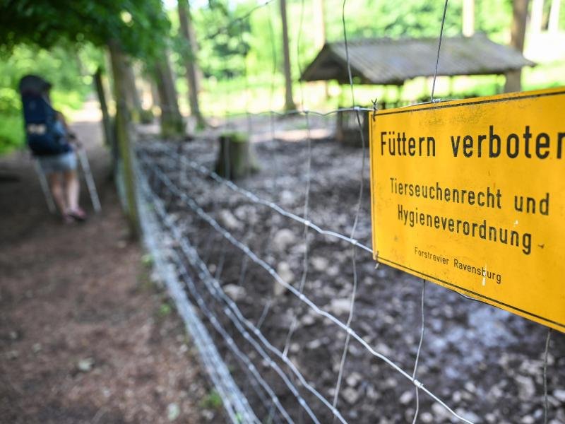 Im Wildgehege am Stadtrand von Ravensburg ist das Füttern von Wildschweinen verboten.
