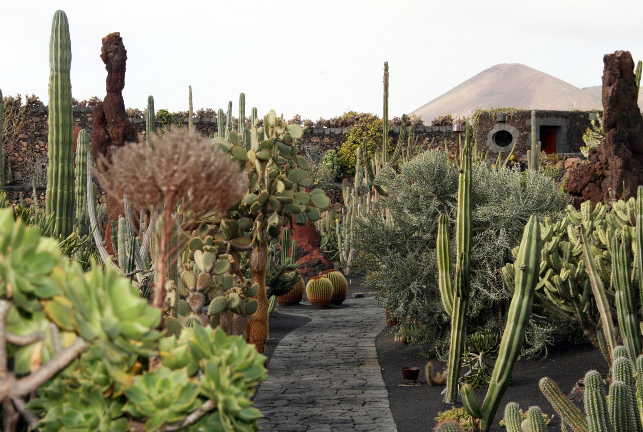 Auf der kanarischen Insel Lanzarote verwandelte César Manrique einen Steinbruch in einen Kaktusgarten.