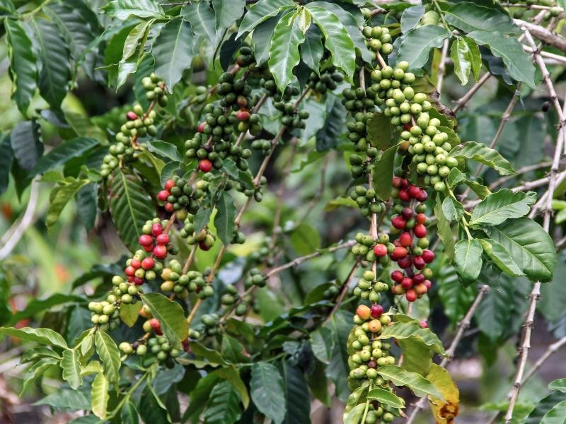 Kona-Kaffee gilt als Spezialität. Touristen können die Farmen auf der größten Insel Hawaiis besichtigen.