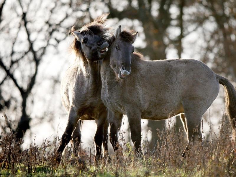 Konik-Wildpferde in freier Natur - vier Exemplare wurden nun auch an den Ivenacker Eichen in Mecklenburg-Vorpommern angesiedelt.